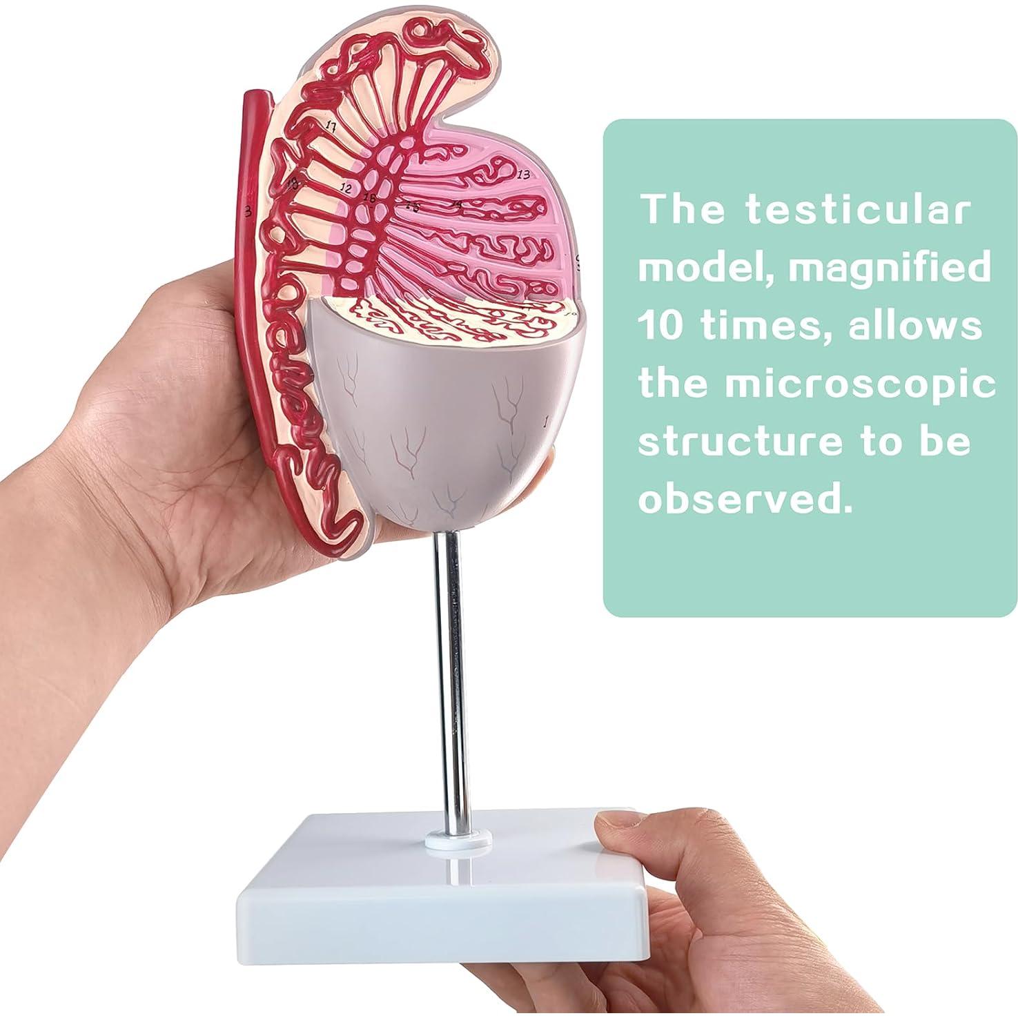 Modelo Anatómico Testículos Humanos Merinden 10X Realista