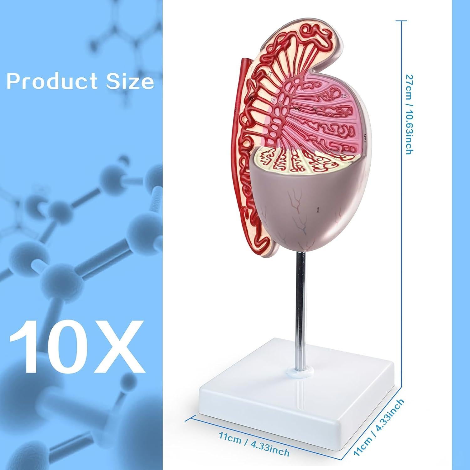 Modelo Anatómico Testículos Humanos Merinden 10X Realista