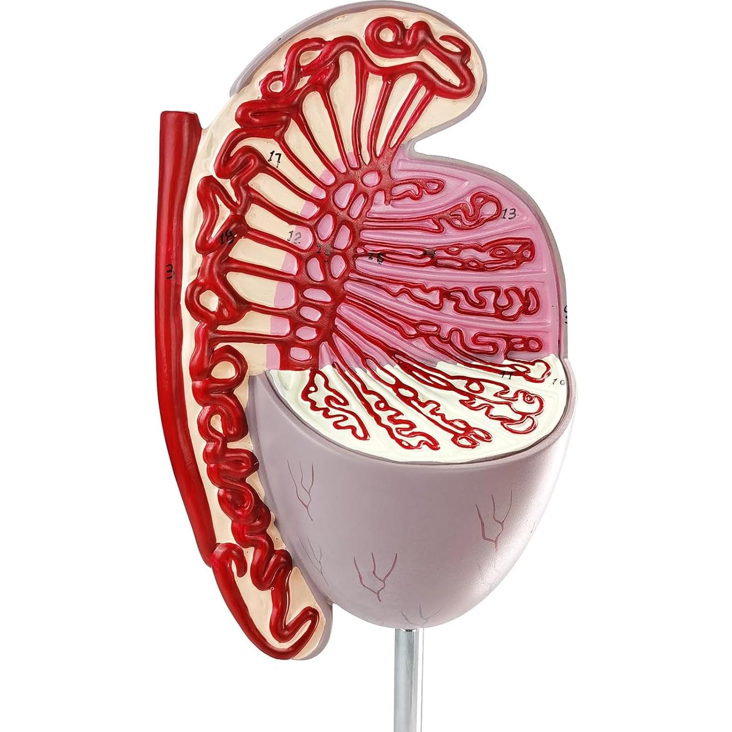 Modelo Anatómico Testículos Humanos Merinden 10X Realista