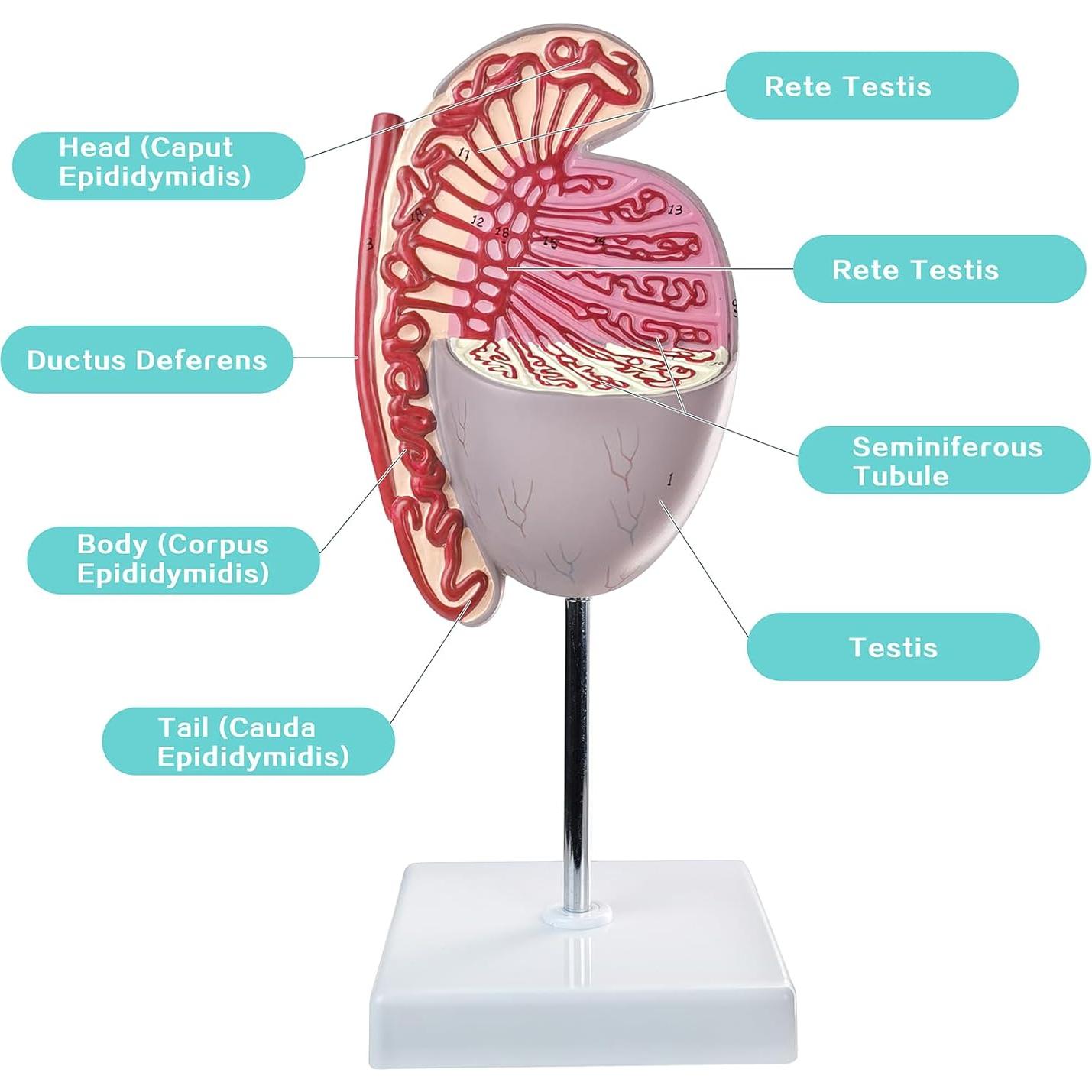 Modelo Anatómico Testículos Humanos Merinden 10X Realista