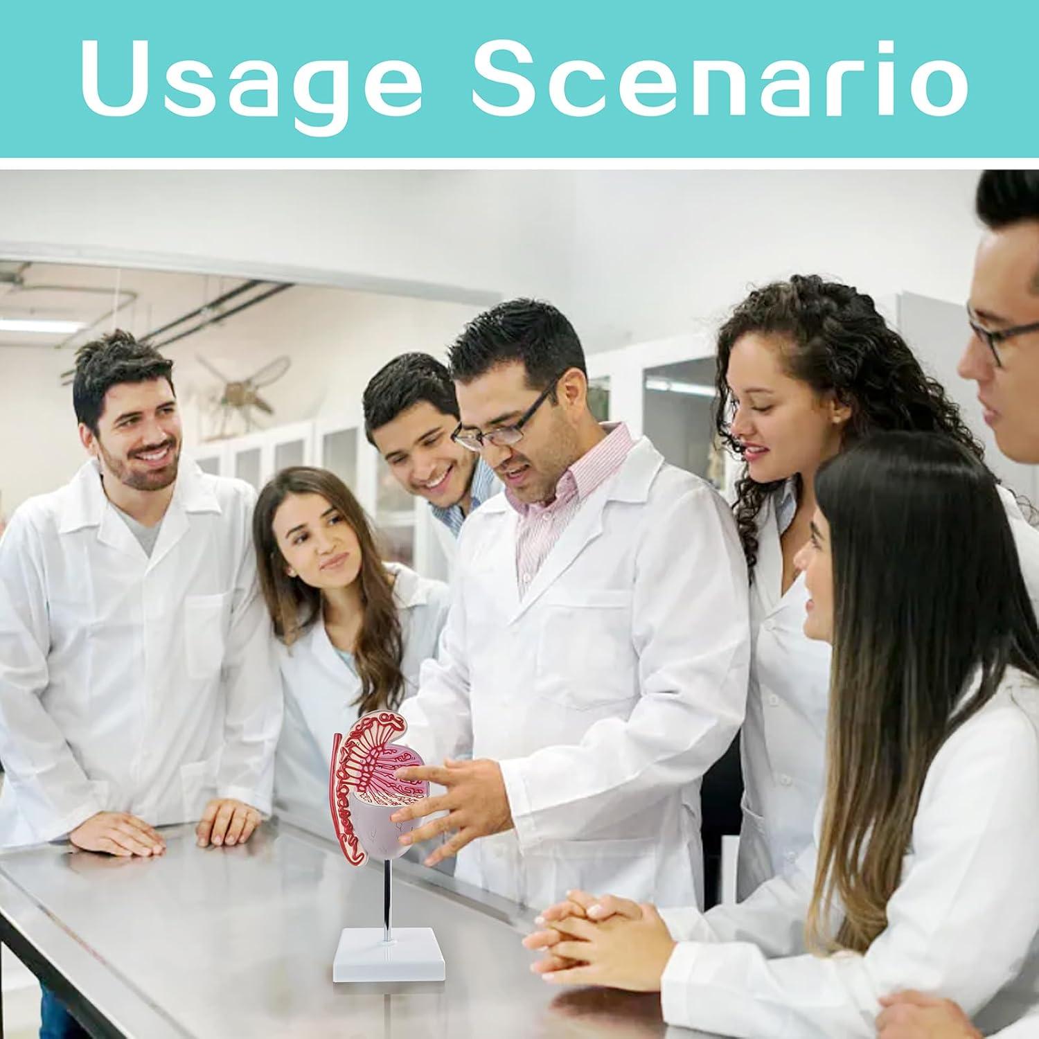 Modelo Anatómico Testículos Humanos Merinden 10X Realista