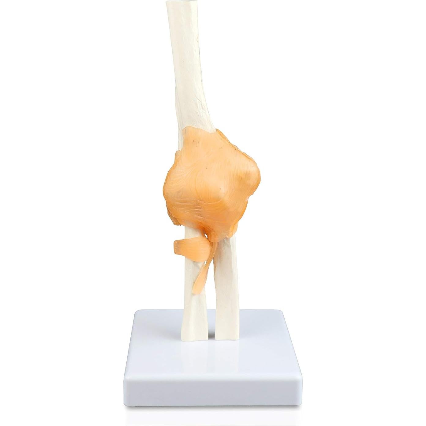 Modelo de Articulación del Codo Jackson Global Tamaño Real