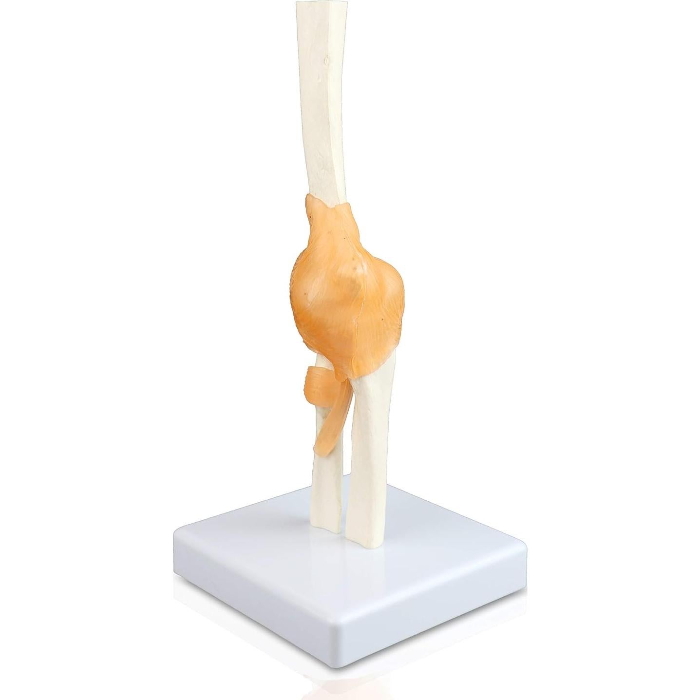 Modelo de Articulación del Codo Jackson Global Tamaño Real