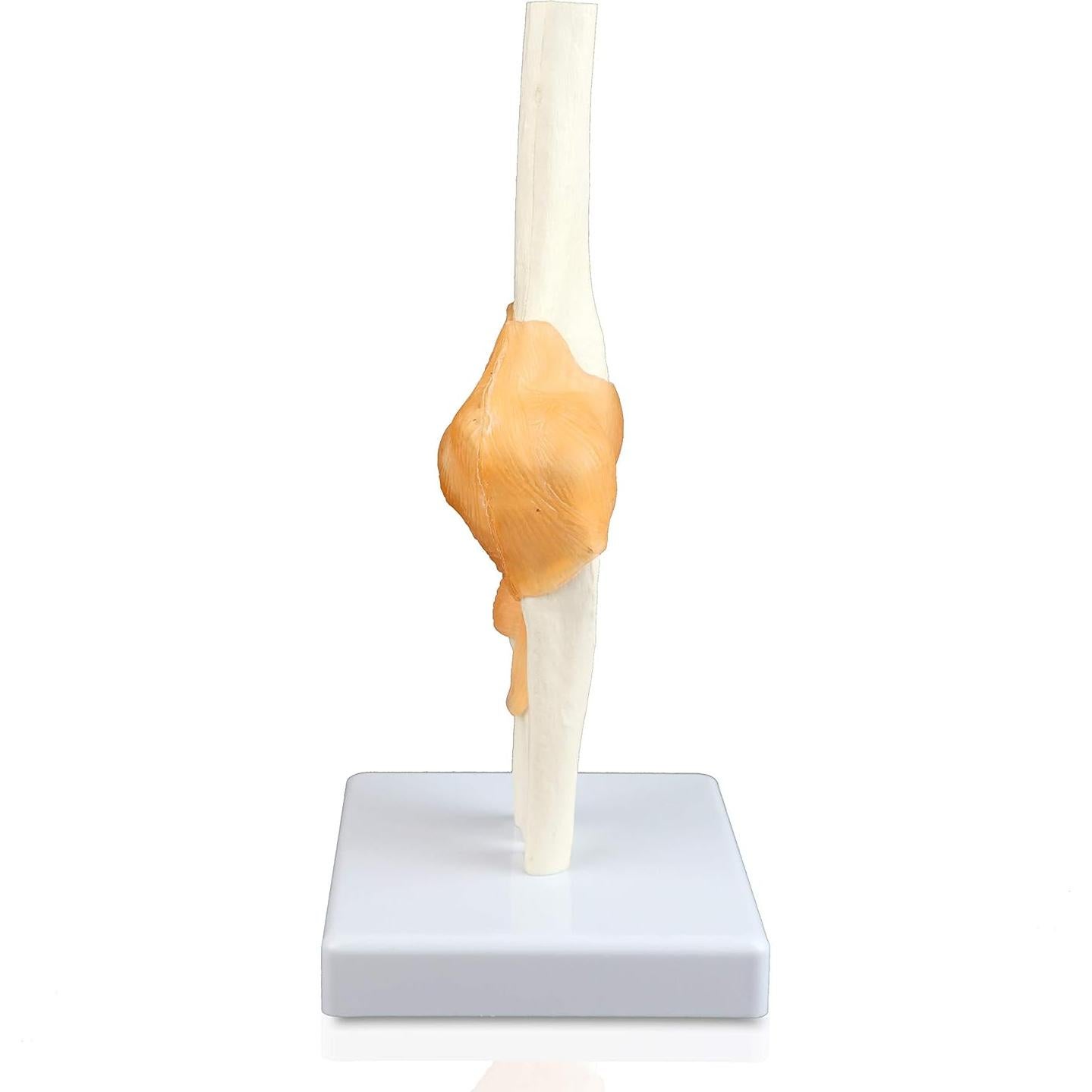 Modelo de Articulación del Codo Jackson Global Tamaño Real