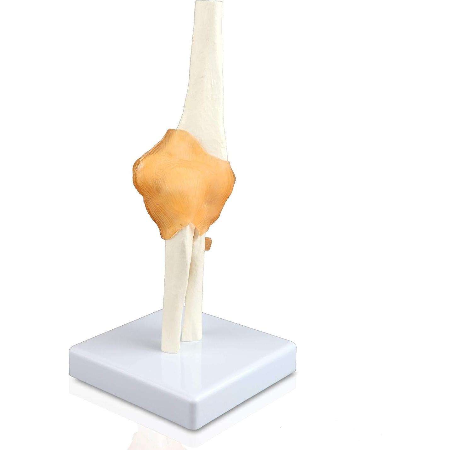 Modelo de Articulación del Codo Jackson Global Tamaño Real