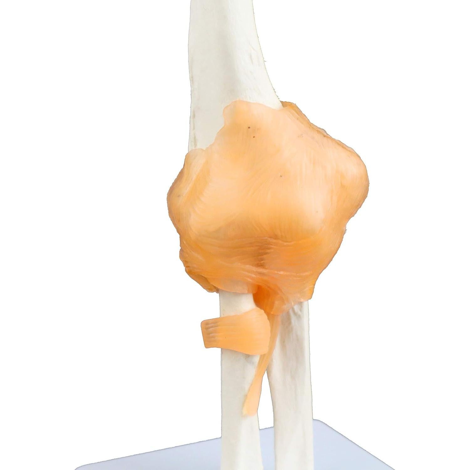 Modelo de Articulación del Codo Jackson Global Tamaño Real