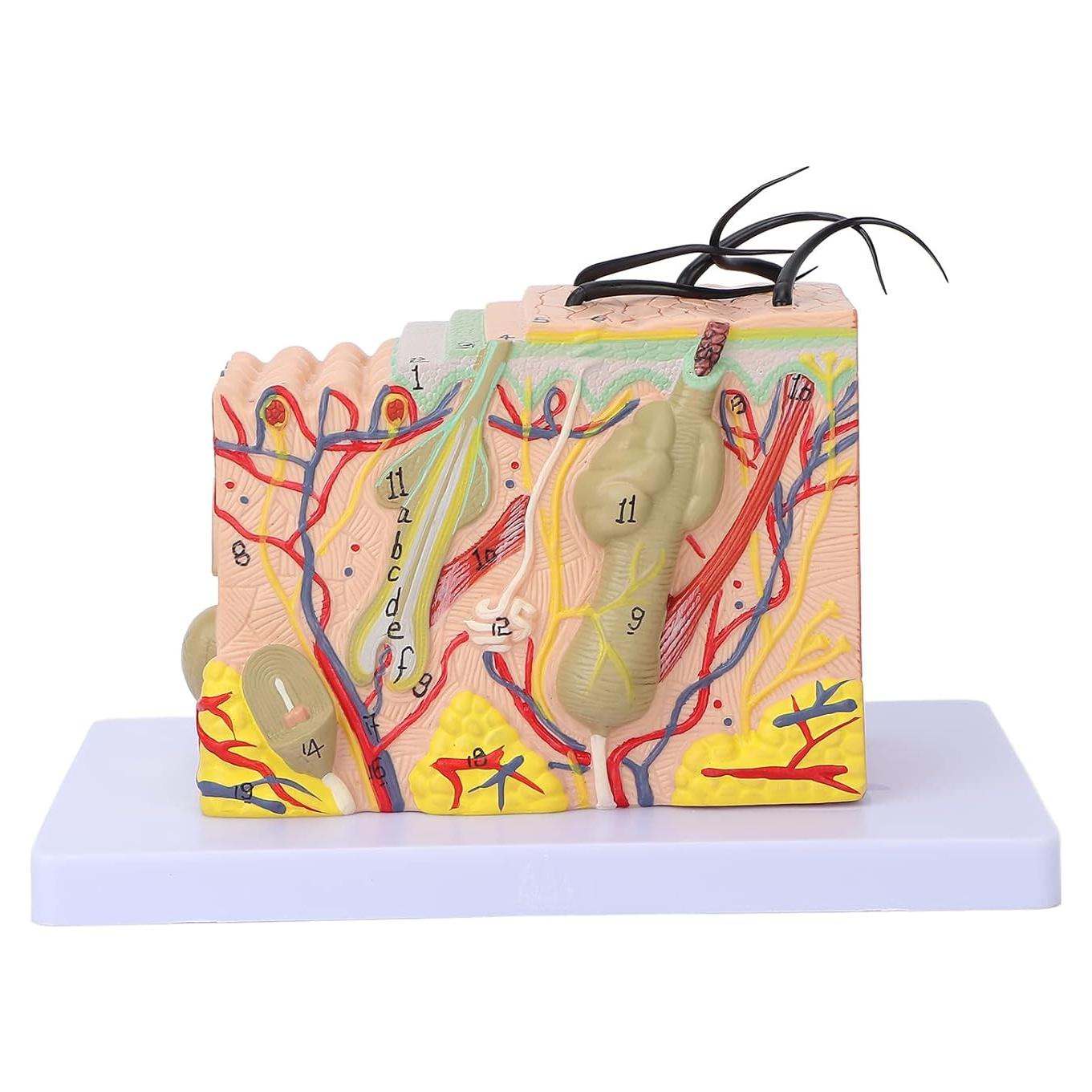 Modelo Anatómico de Piel Ampliado 35X PVC Andrew