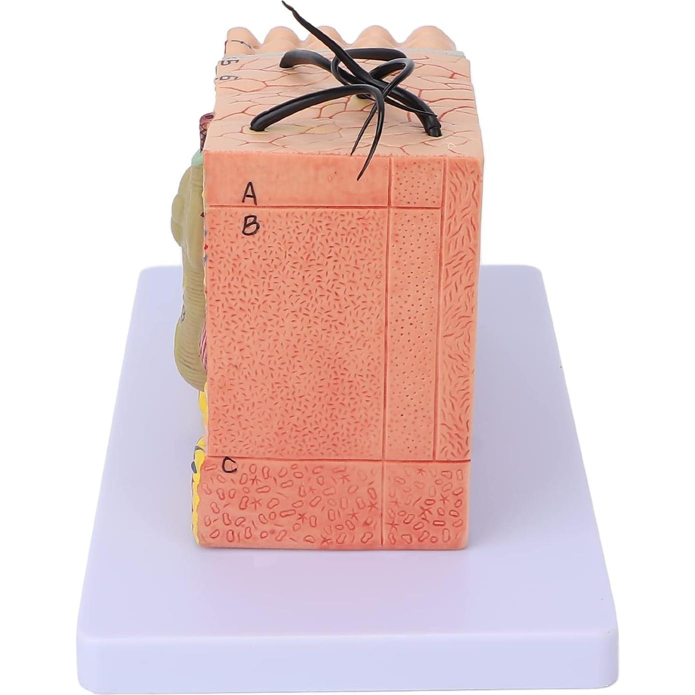 Modelo Anatómico de Piel Ampliado 35X PVC Andrew