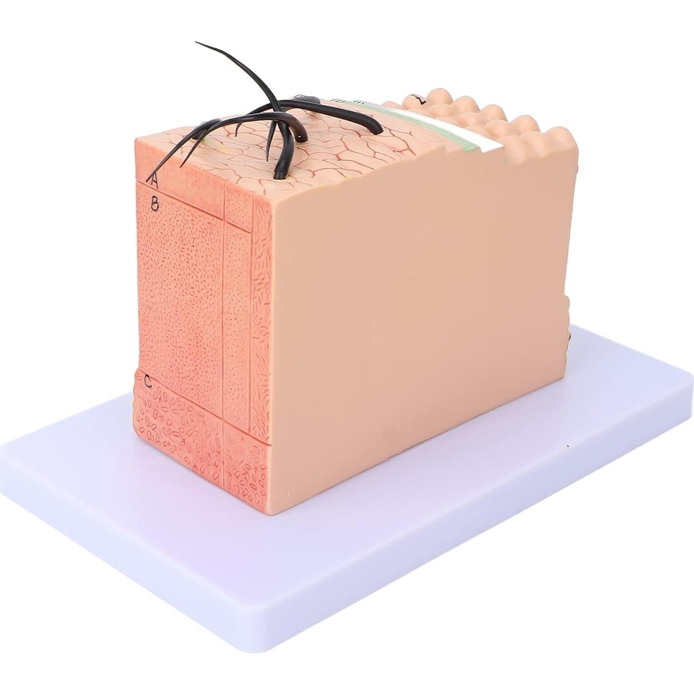 Modelo Anatómico de Piel Ampliado 35X PVC Andrew