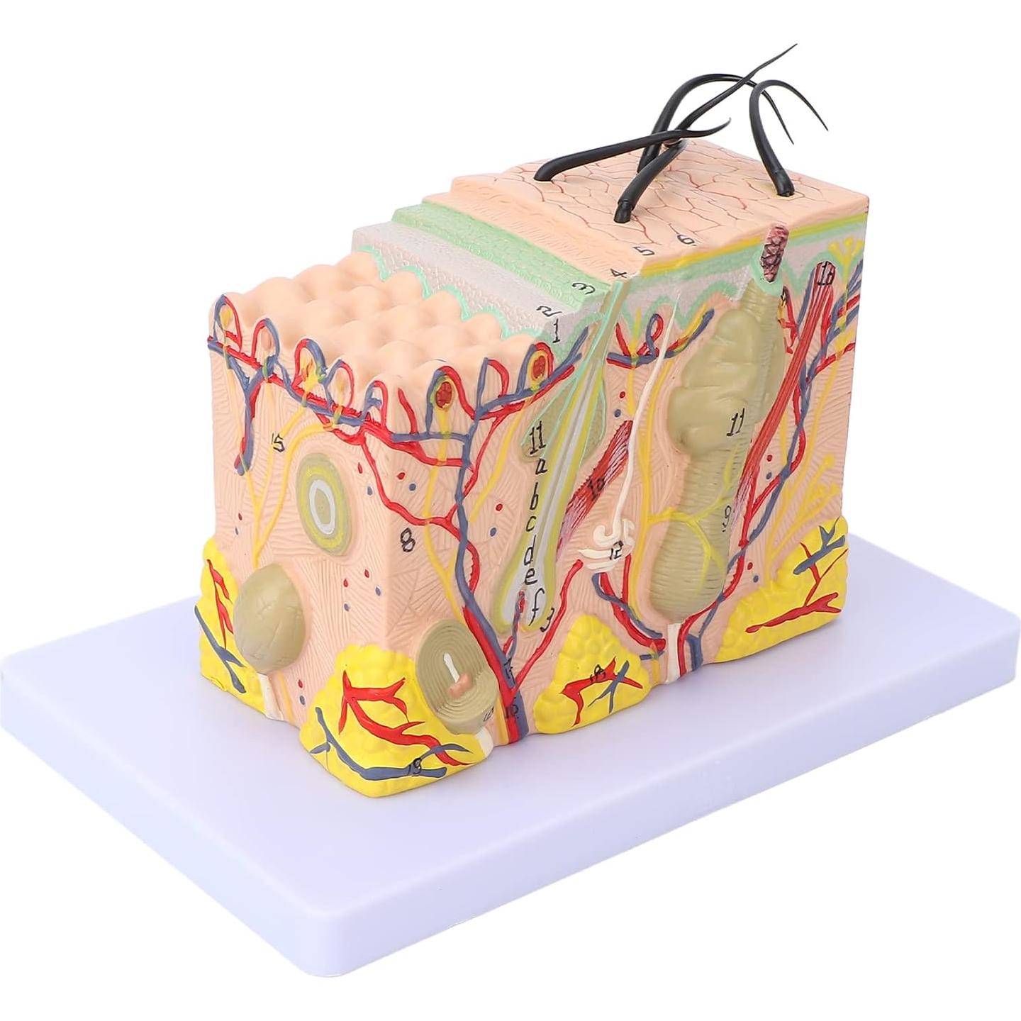 Modelo Anatómico de Piel Ampliado 35X PVC Andrew