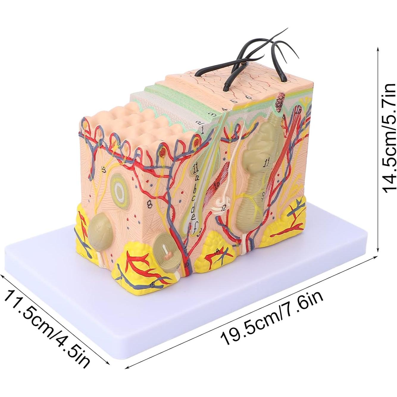 Modelo Anatómico de Piel Ampliado 35X PVC Andrew