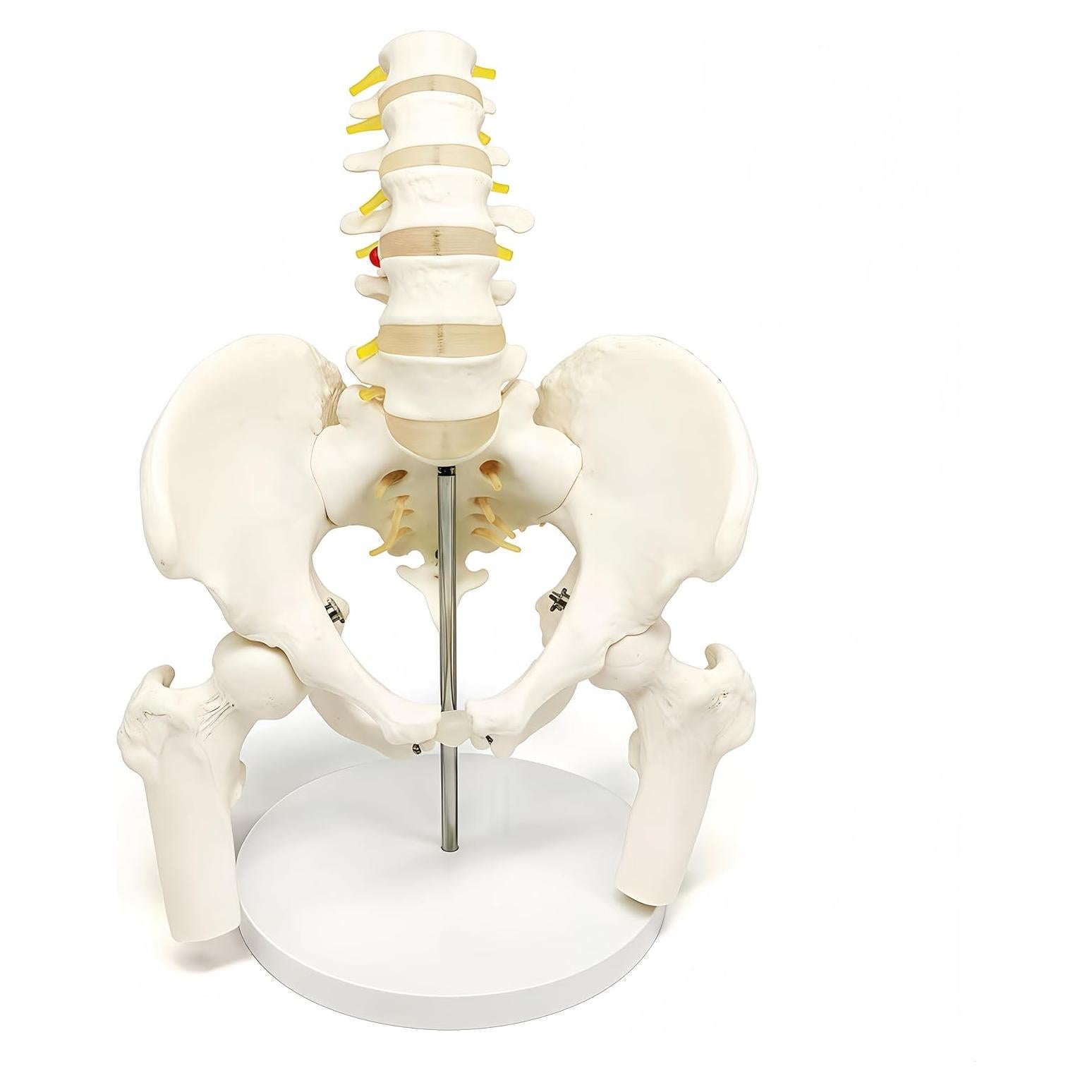 Modelo anatómico de pelvis masculina DRXRD 28cm con columna