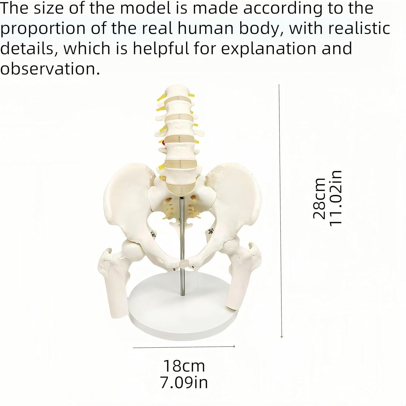 Modelo anatómico de pelvis masculina DRXRD 28cm con columna