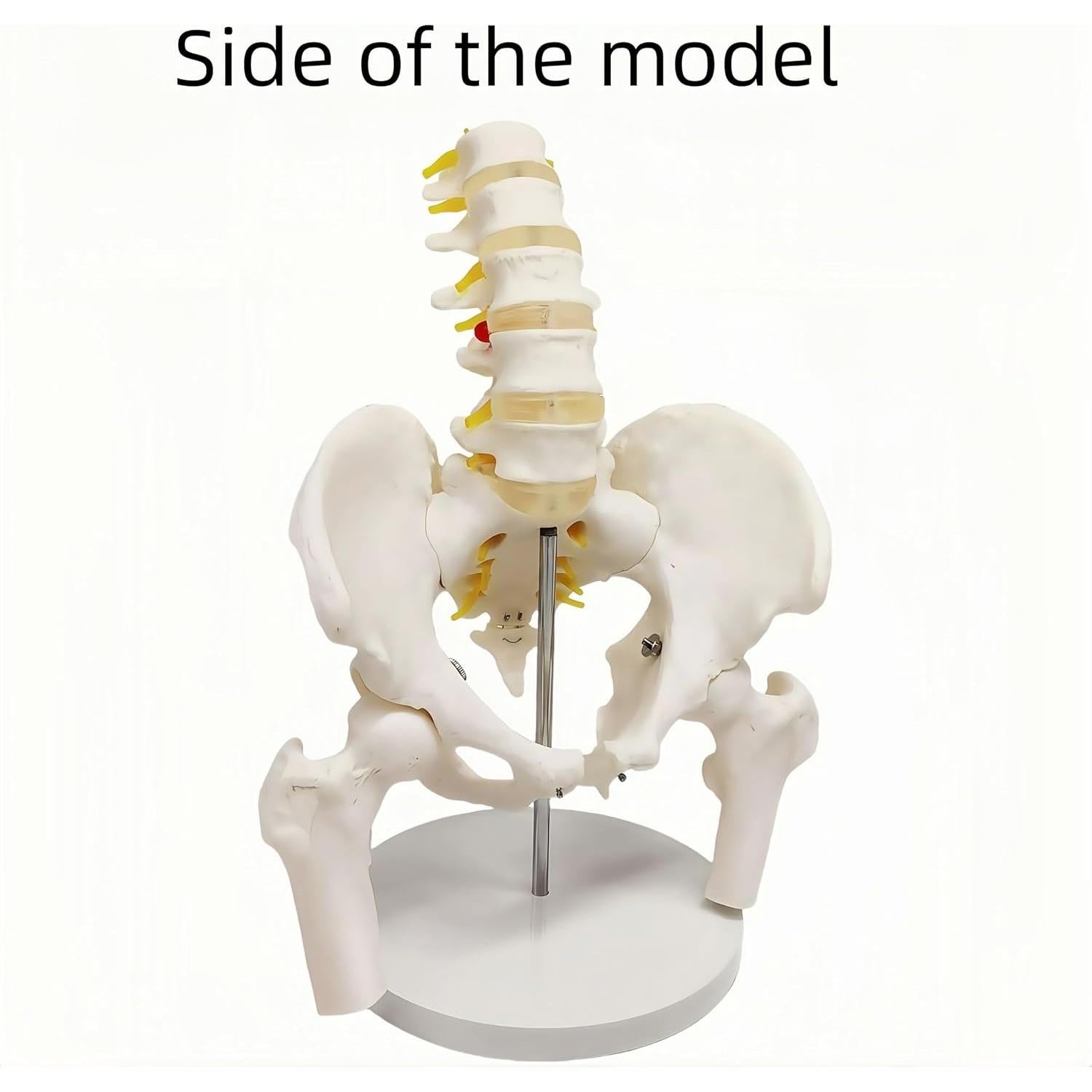 Modelo anatómico de pelvis masculina DRXRD 28cm con columna