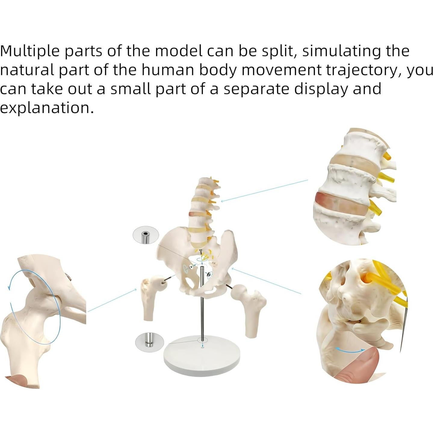 Modelo anatómico de pelvis masculina DRXRD 28cm con columna