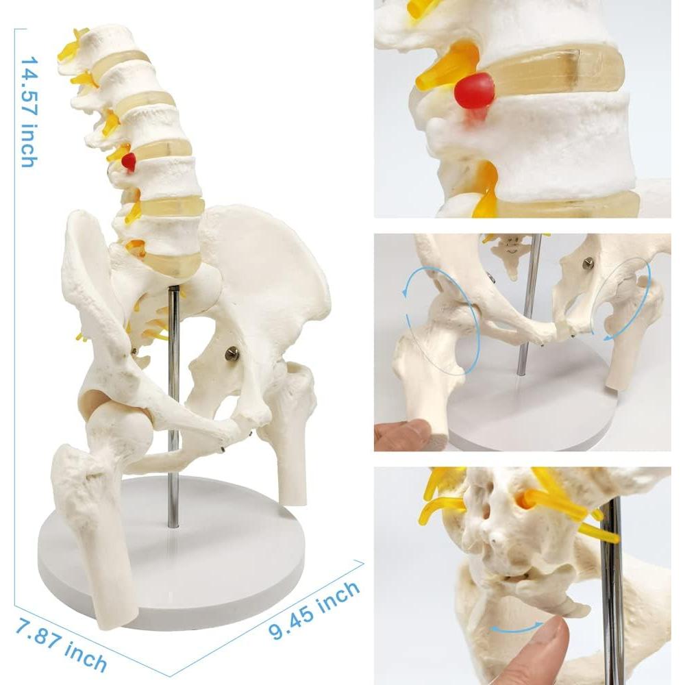Modelo anatómico de pelvis masculina DRXRD 28cm con columna