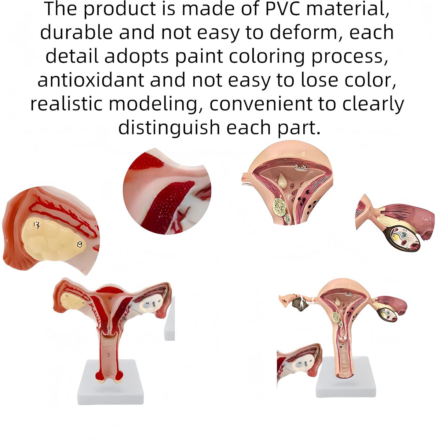 Modelo Anatómico de Útero y Ovarios DRXRD 2 Piezas Realista