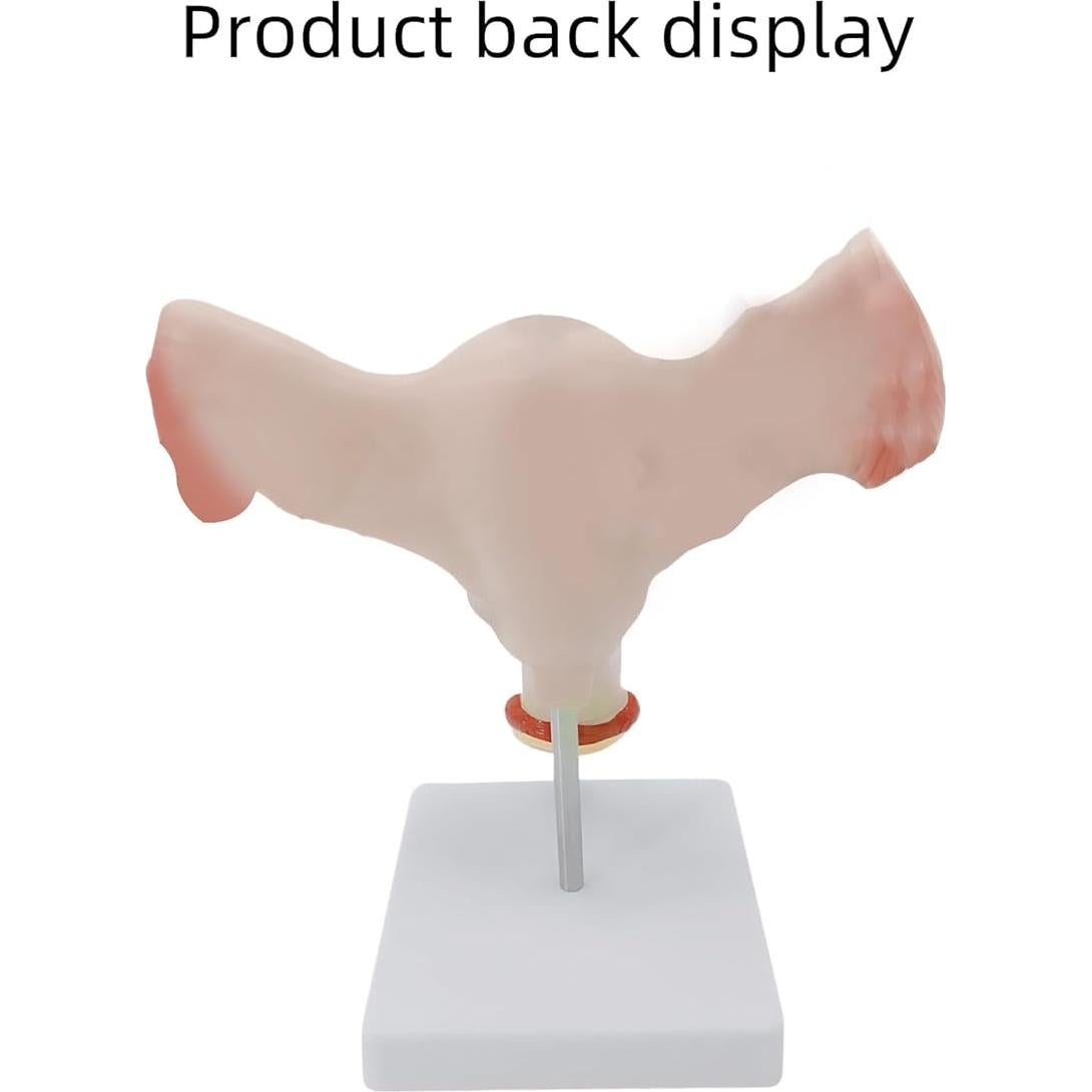 Modelo Anatómico de Útero y Ovarios DRXRD 2 Piezas Realista