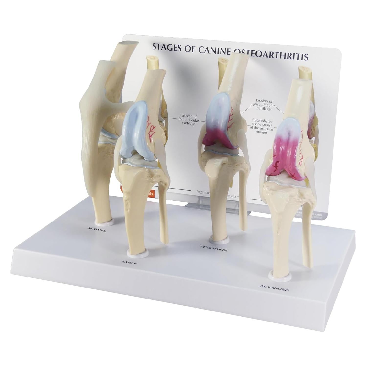 Modelo de Rodilla Canina de 4 Etapas GPI Anatomicals