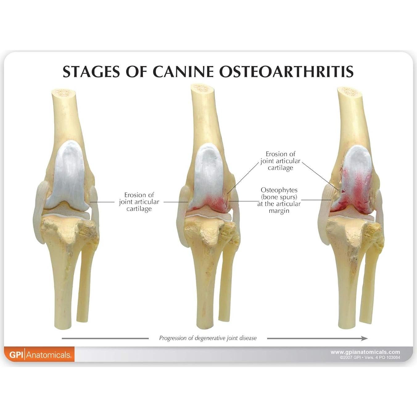 Modelo de Rodilla Canina de 4 Etapas GPI Anatomicals