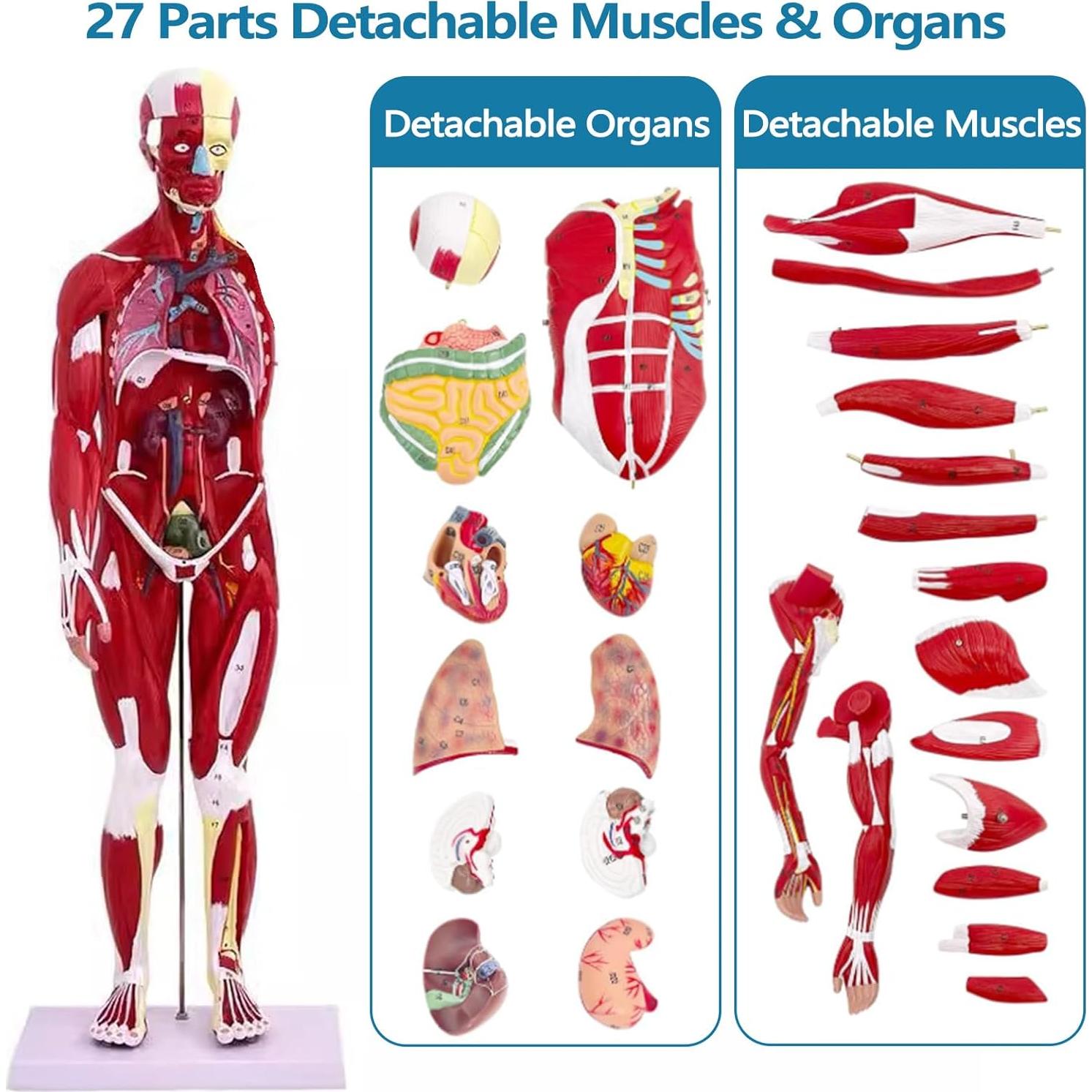 Modelo de Anatomía Humana de Músculos SOEPOTIX 27 Piezas 83.82 cm