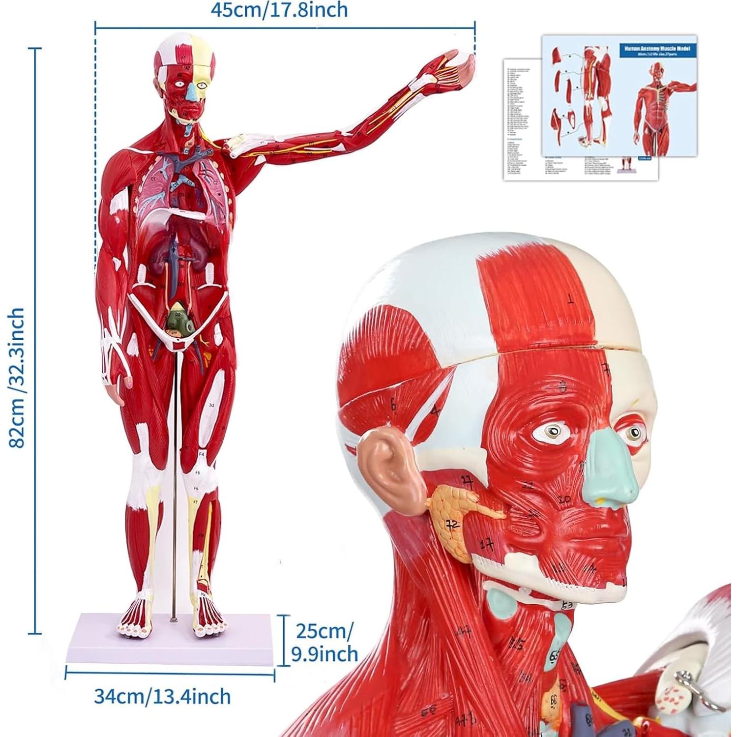 Modelo de Anatomía Humana de Músculos SOEPOTIX 27 Piezas 83.82 cm