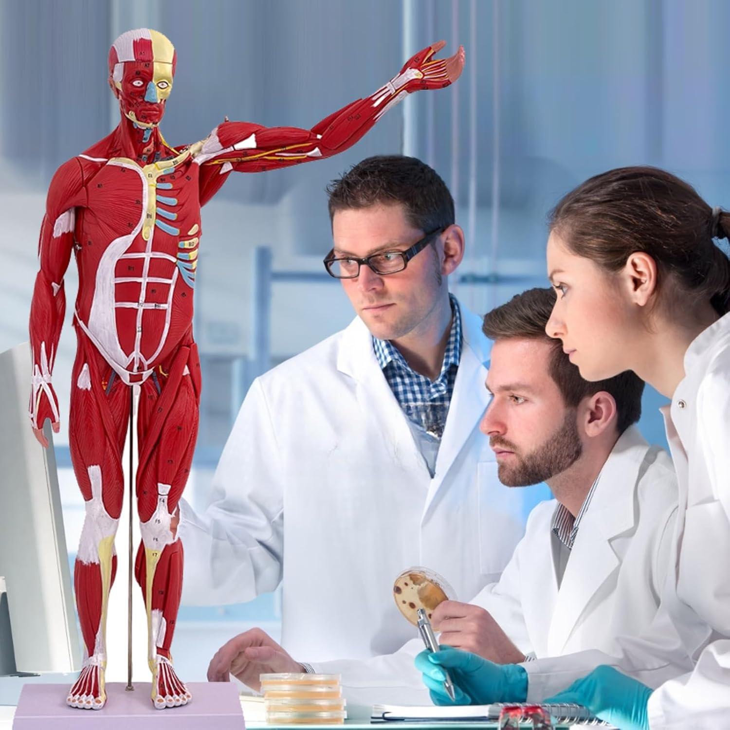 Modelo de Anatomía Humana de Músculos SOEPOTIX 27 Piezas 83.82 cm