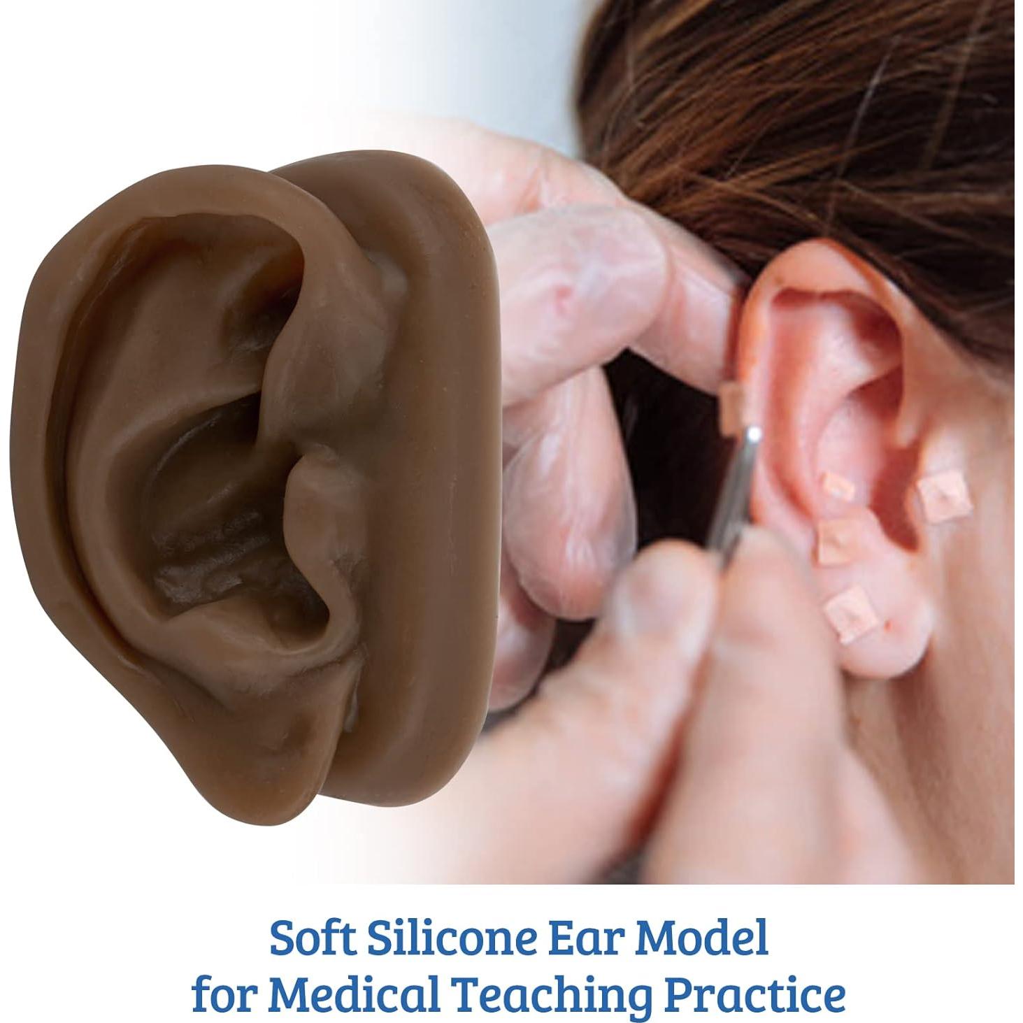 Modelo de Oído de Silicona SimCoach para Acupuntura y Piercing