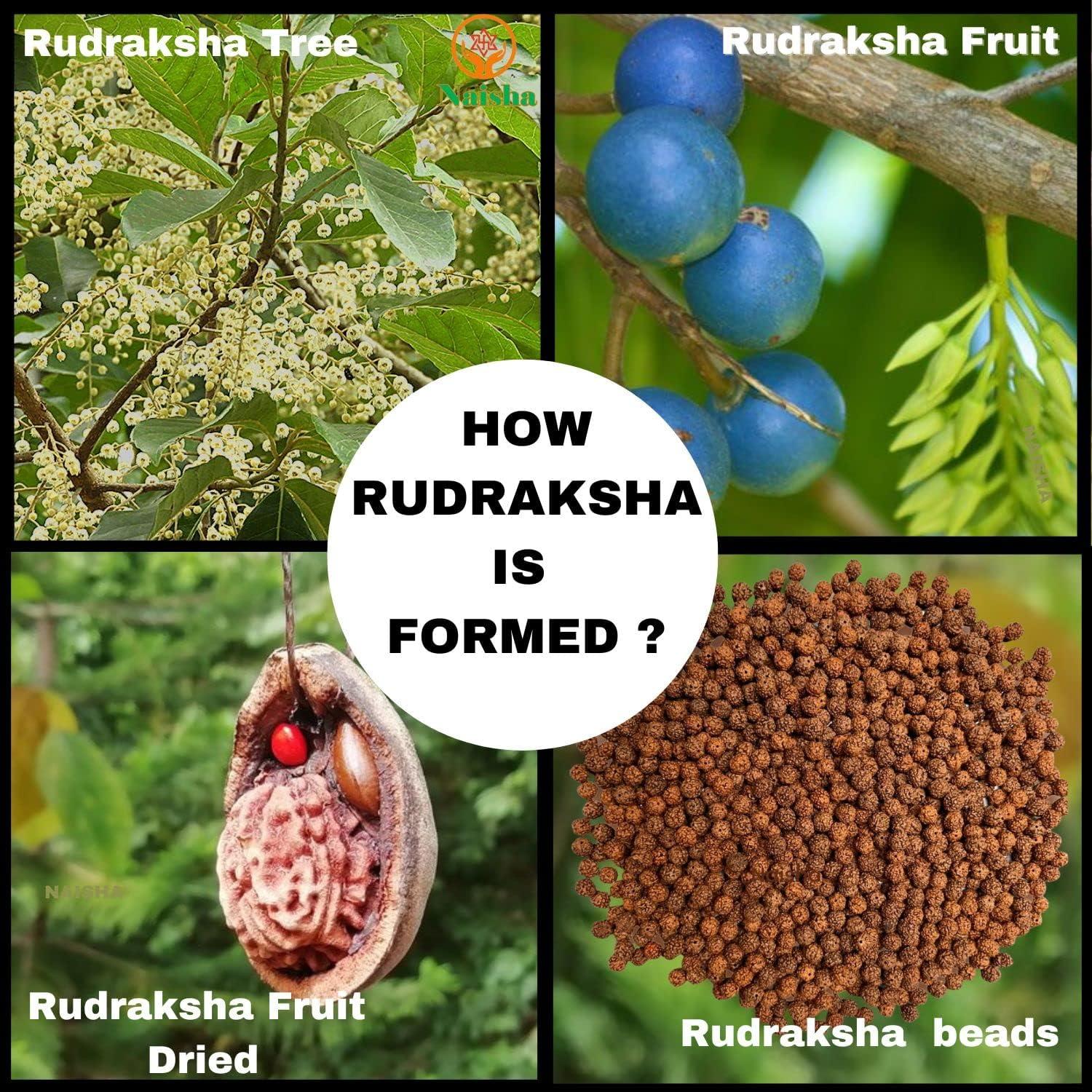 Mala de Rudraksha 108+1 Cuentas NAISHA 8 mm para Meditación