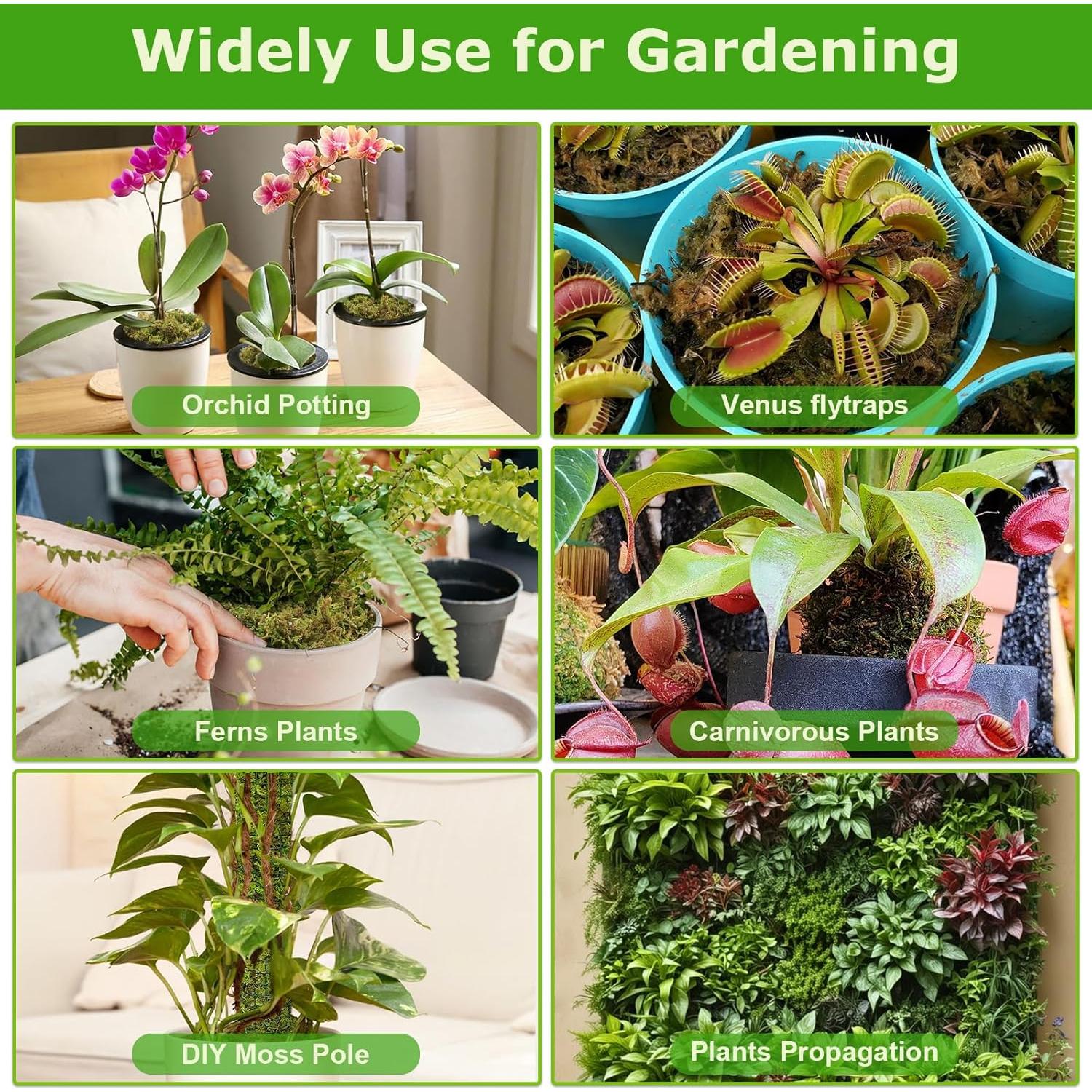 Musgo Sphagnum Natural Legigo 130g para Plantas y Decoración