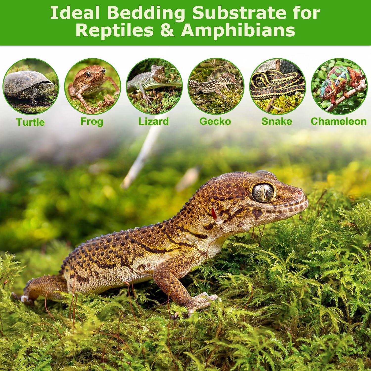 Musgo Sphagnum Natural Legigo 130g para Plantas y Decoración