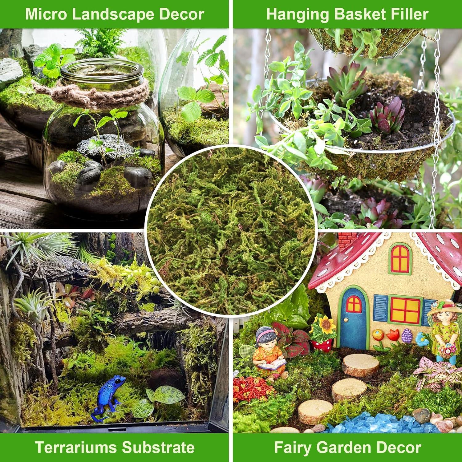 Musgo Sphagnum Natural Legigo 130g para Plantas y Decoración