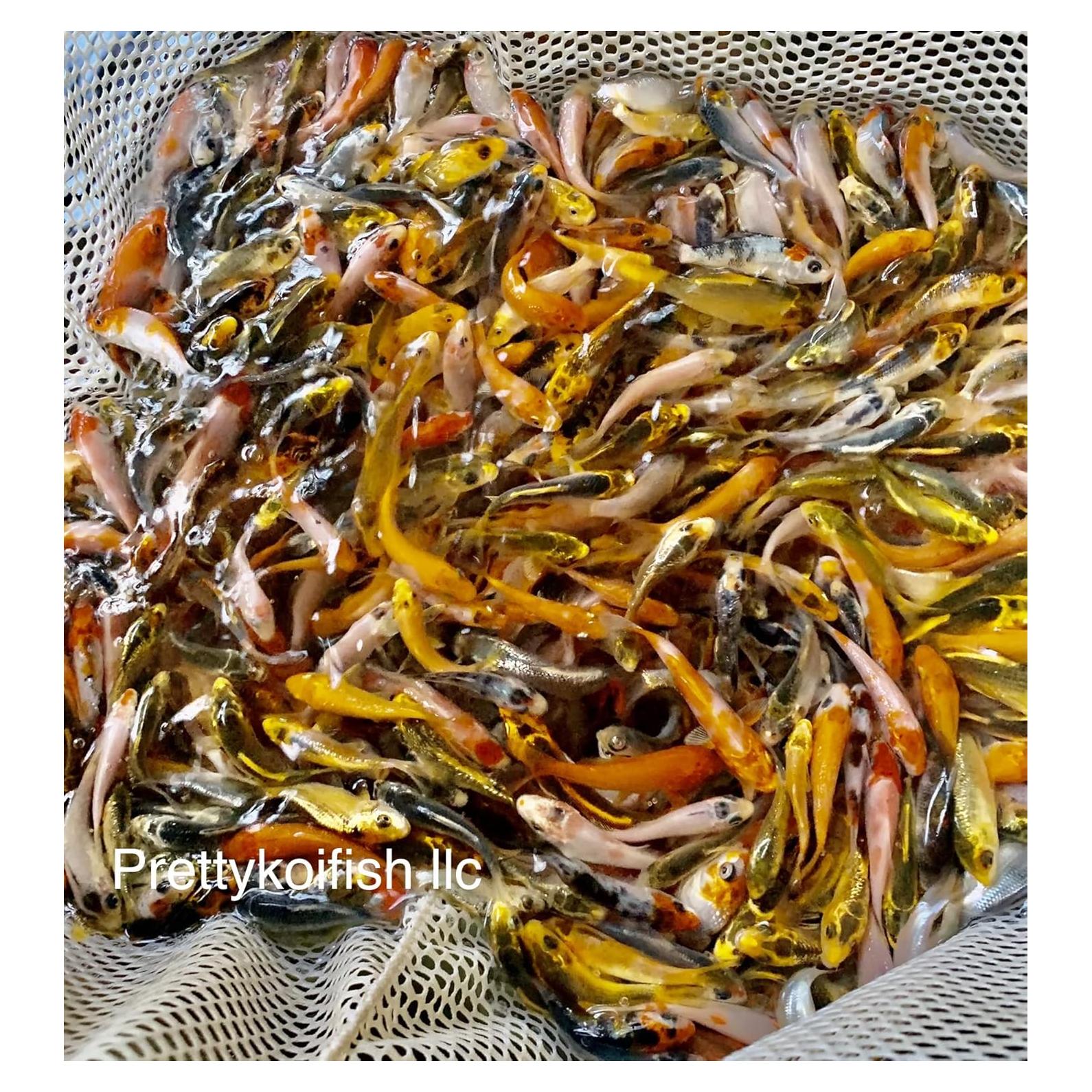 Lote de 11 peces Koi vivos Genérico 5-10 cm para estanque