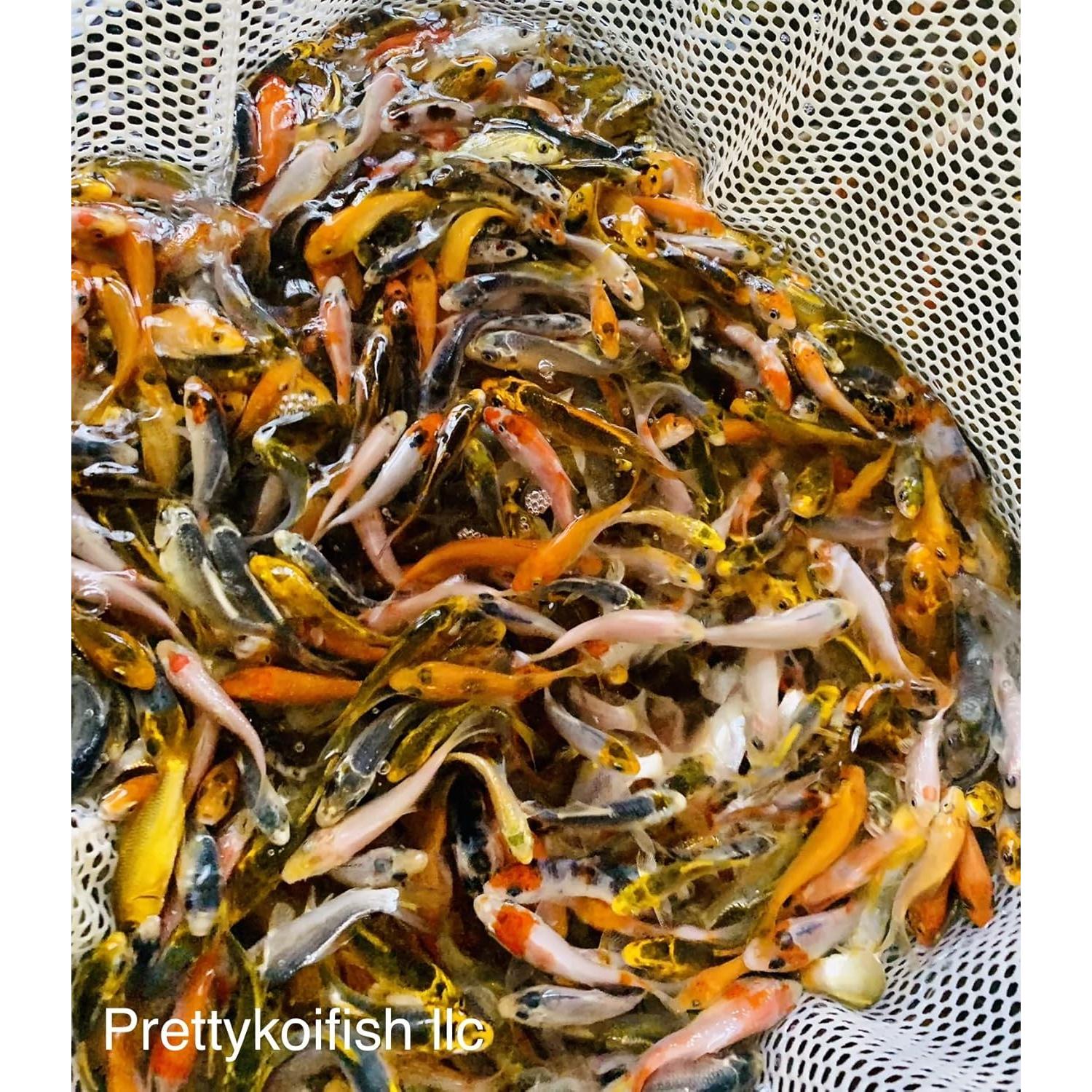 Lote de 11 peces Koi vivos Genérico 5-10 cm para estanque