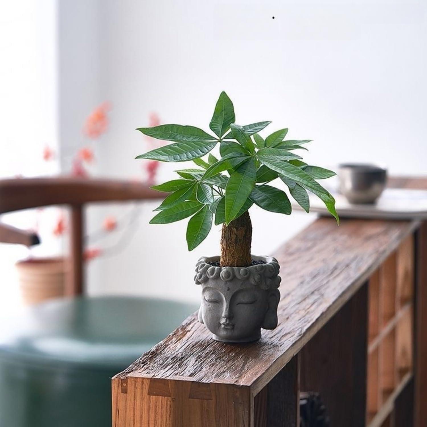 Maceta Zen de Resina YQLDAHU Cabeza de Buda 16cm Drenaje