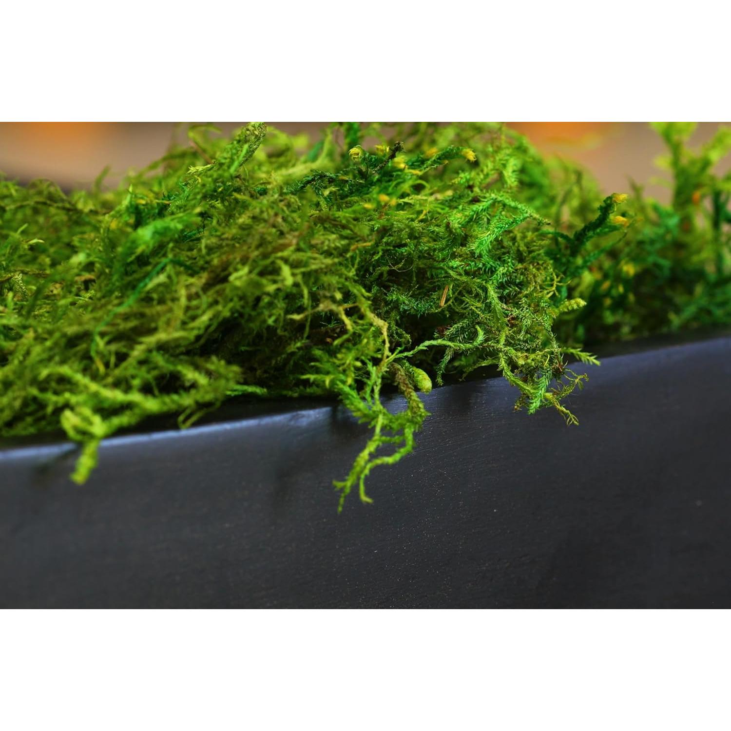Musgo de Bosque Conservado SuperMoss 1.36 kg Verde Fresco
