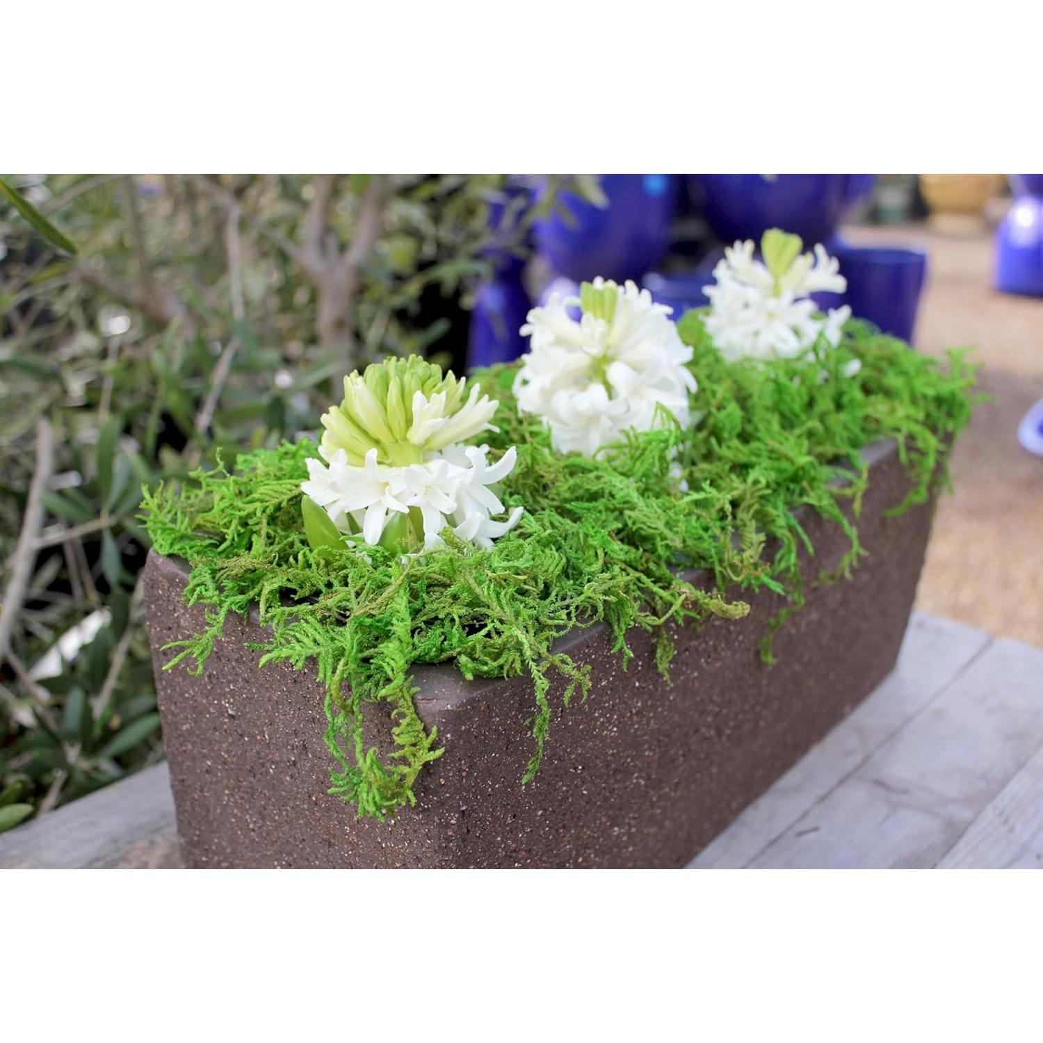 Musgo de Bosque Conservado SuperMoss 1.36 kg Verde Fresco