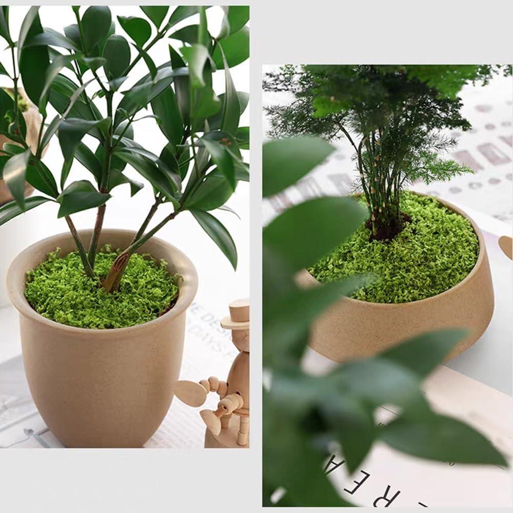 Musgo Artificial Fancypost 150 g para Manualidades y Decoración