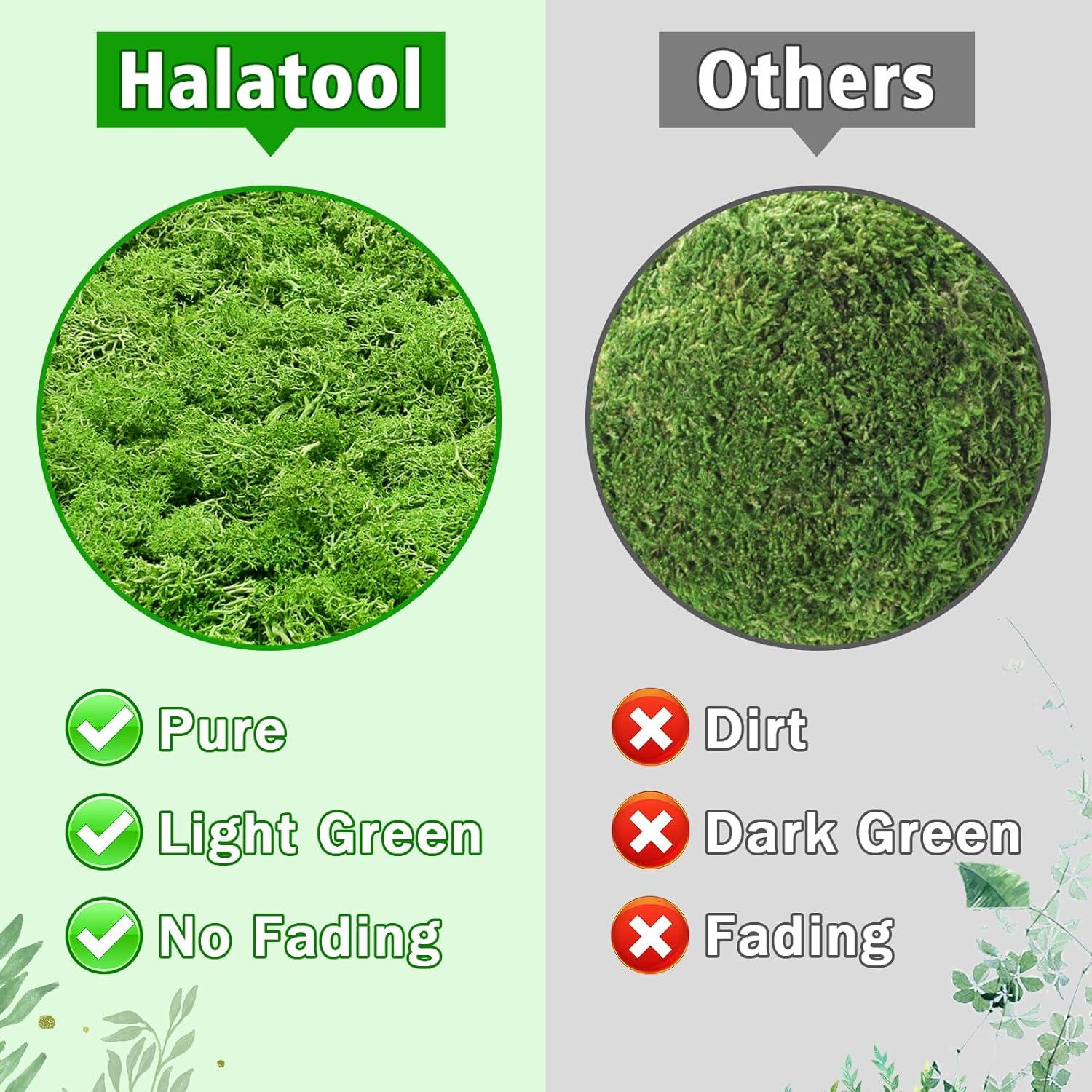 Musgo Conservado Halatool Verde para Manualidades 85 g
