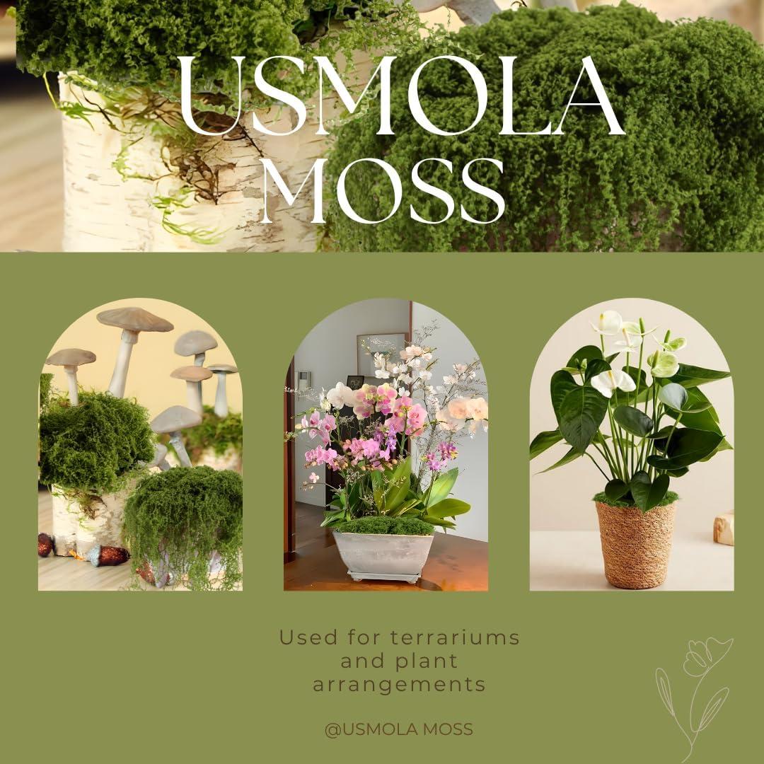 Musgo Falso USMOLA 198G Verde Natural para Manualidades