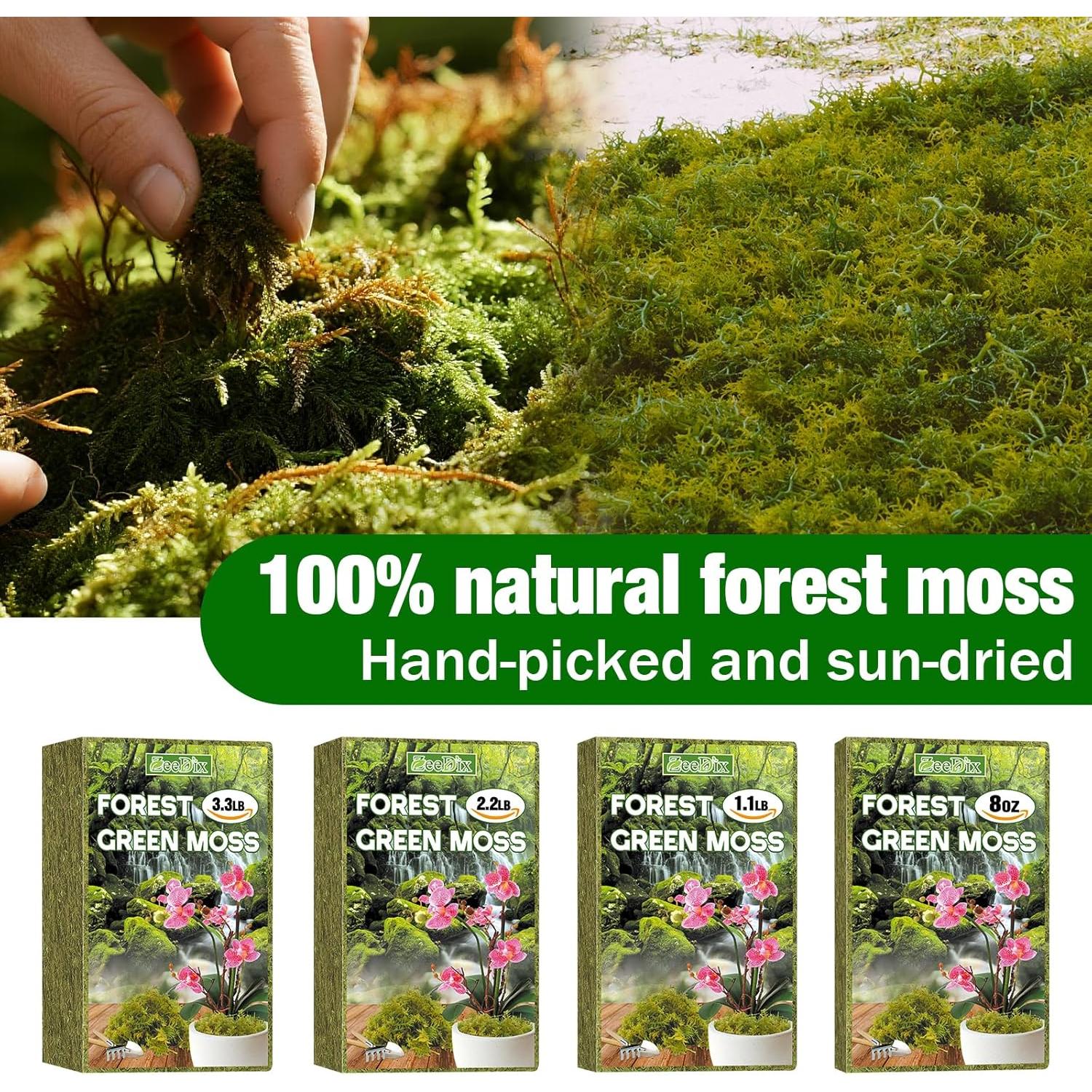 Musgo de Bosque ZeeDix 227g Natural para Plantas y Manualidades