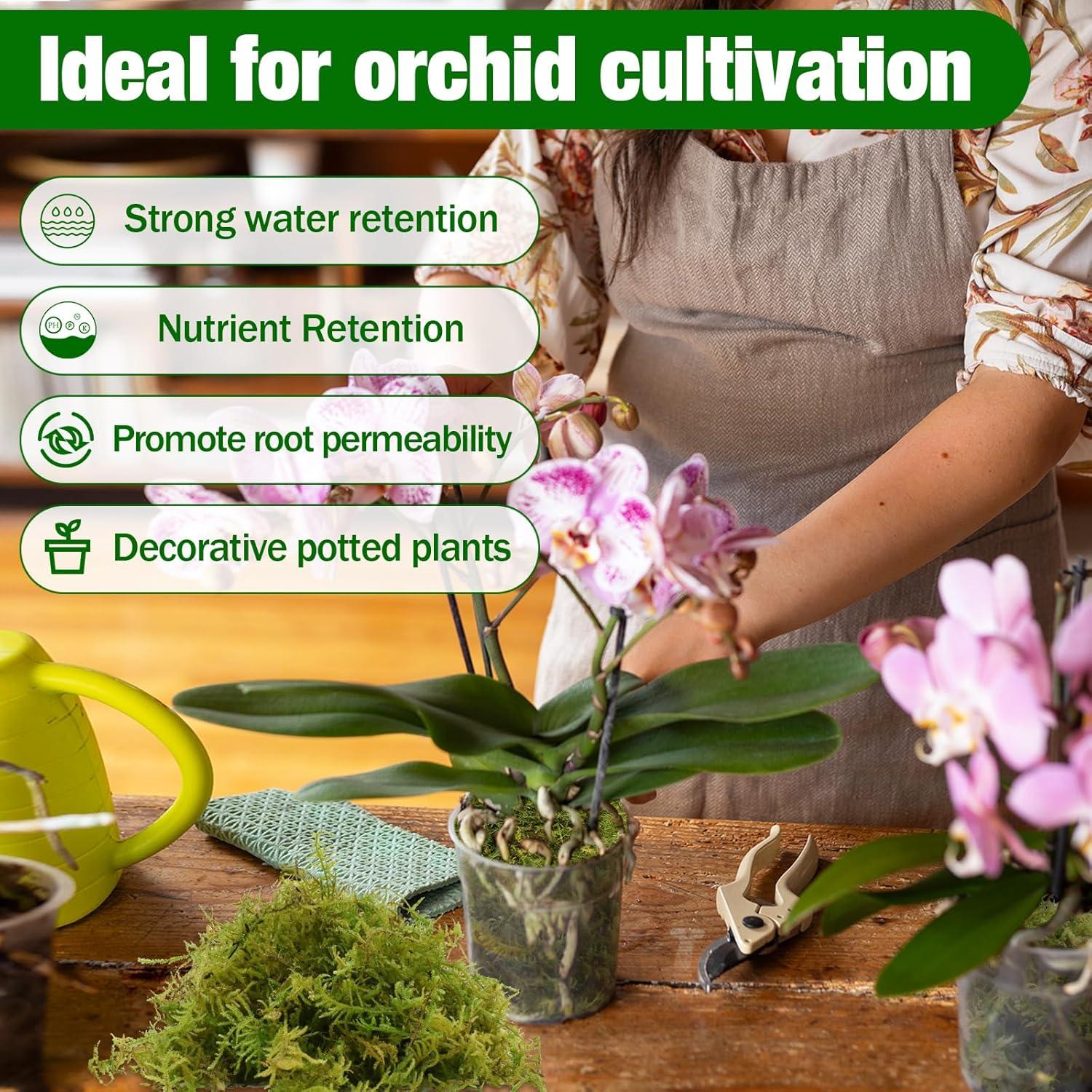 Musgo de Bosque ZeeDix 227g Natural para Plantas y Manualidades