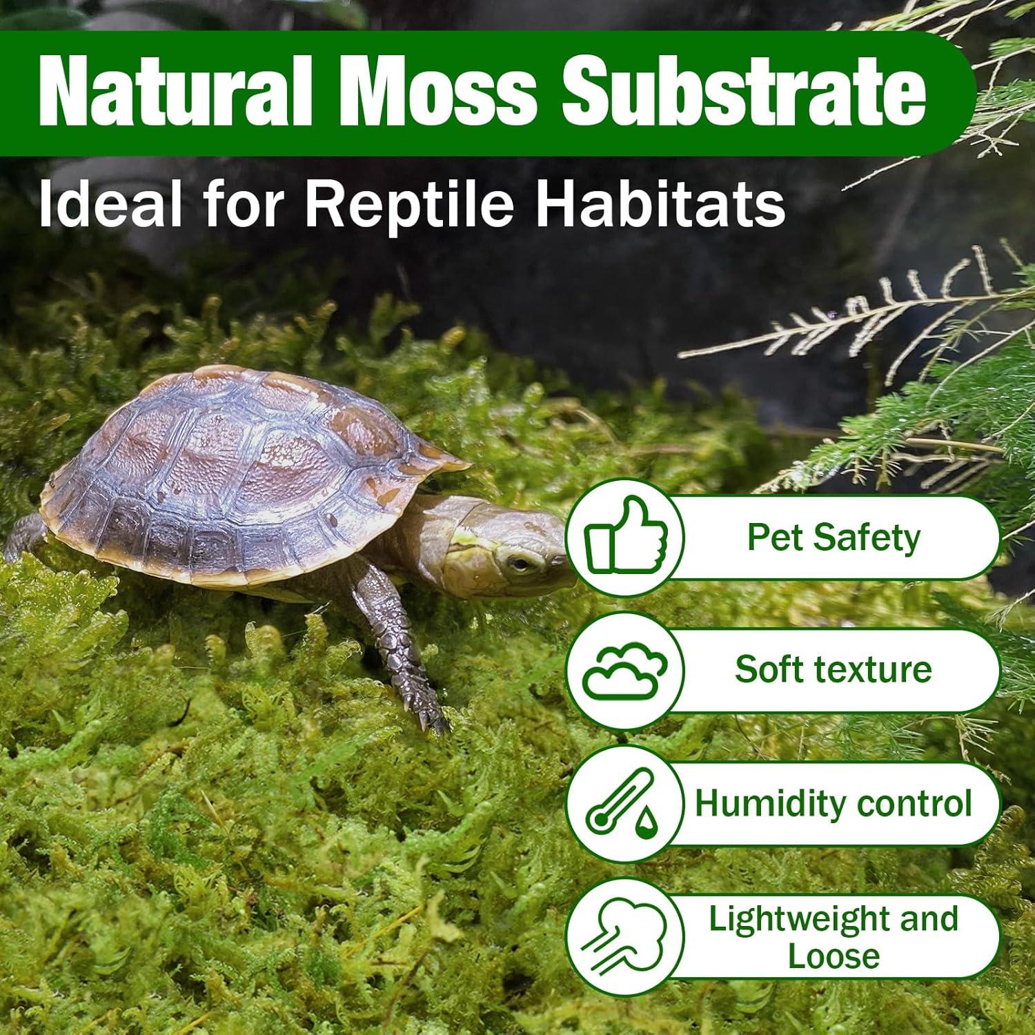 Musgo de Bosque ZeeDix 227g Natural para Plantas y Manualidades