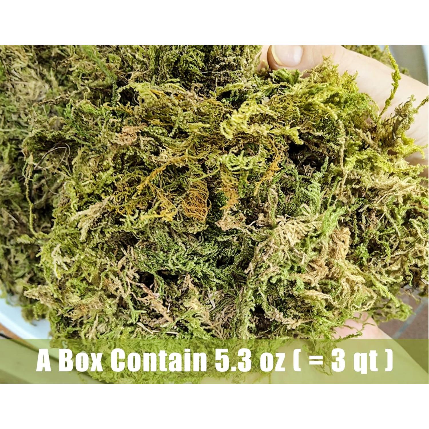 Musgo Seco de Bosque O-FarFarm 150g para Plantas y Terrarios