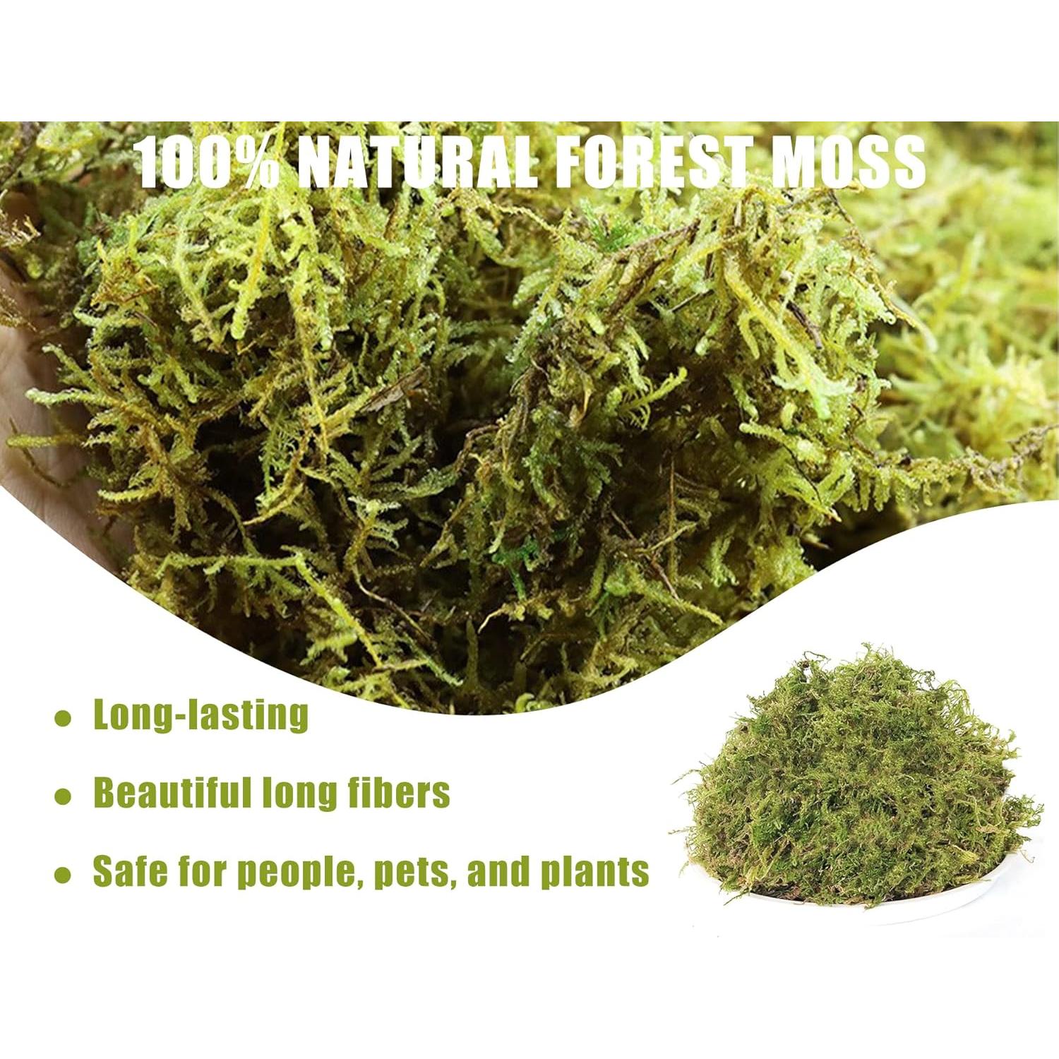 Musgo Seco de Bosque O-FarFarm 150g para Plantas y Terrarios