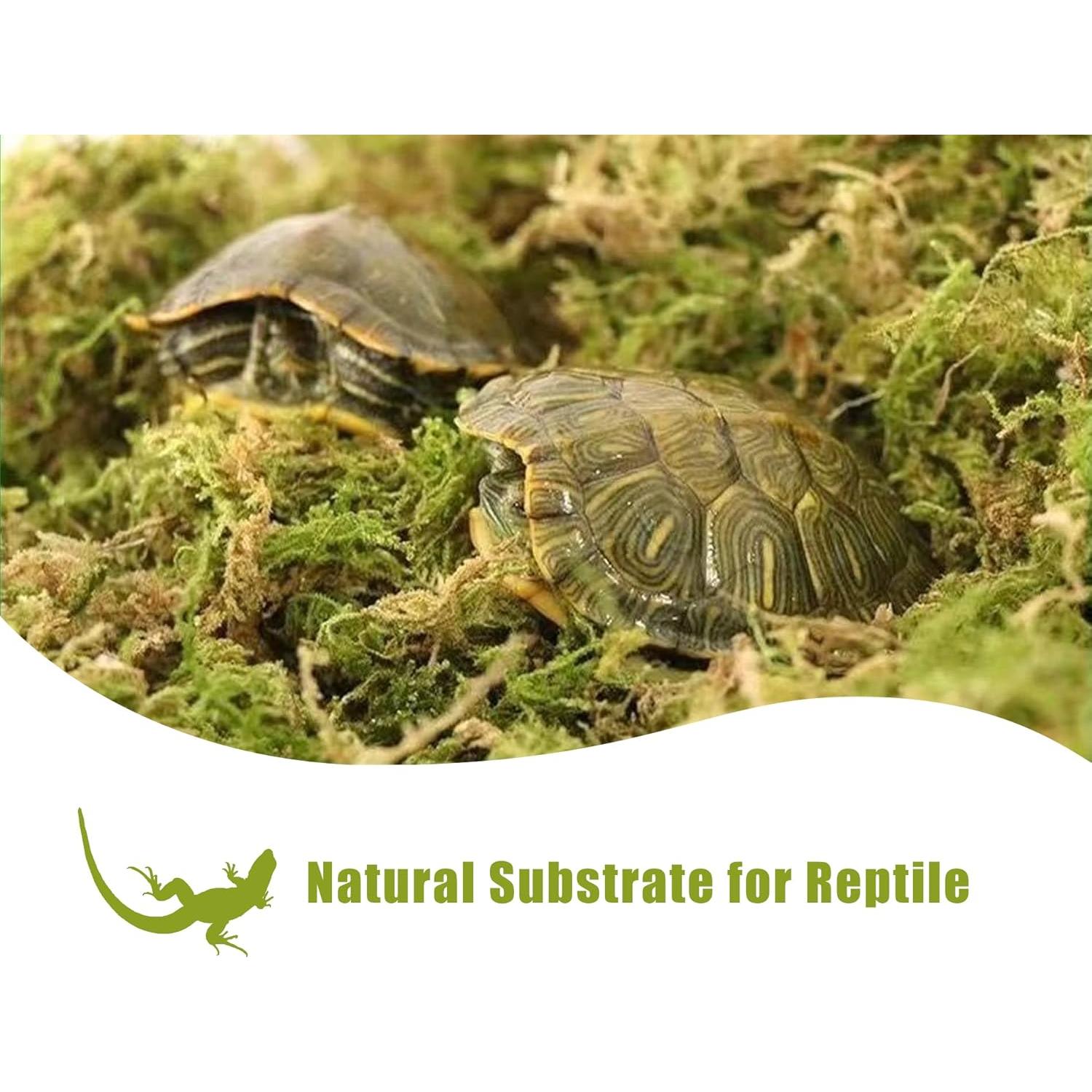 Musgo Seco de Bosque O-FarFarm 150g para Plantas y Terrarios