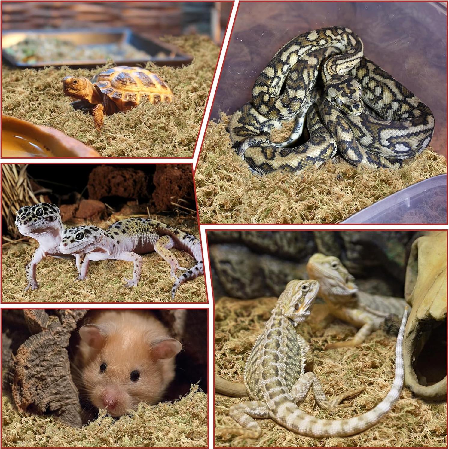 Musgo Sphagnum Halatool de Nueva Zelanda 100g para Jardinería