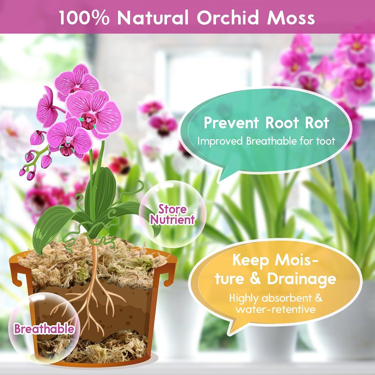 Musgo Sphagnum Premium Riare 100 g para Plantas y Terrarios