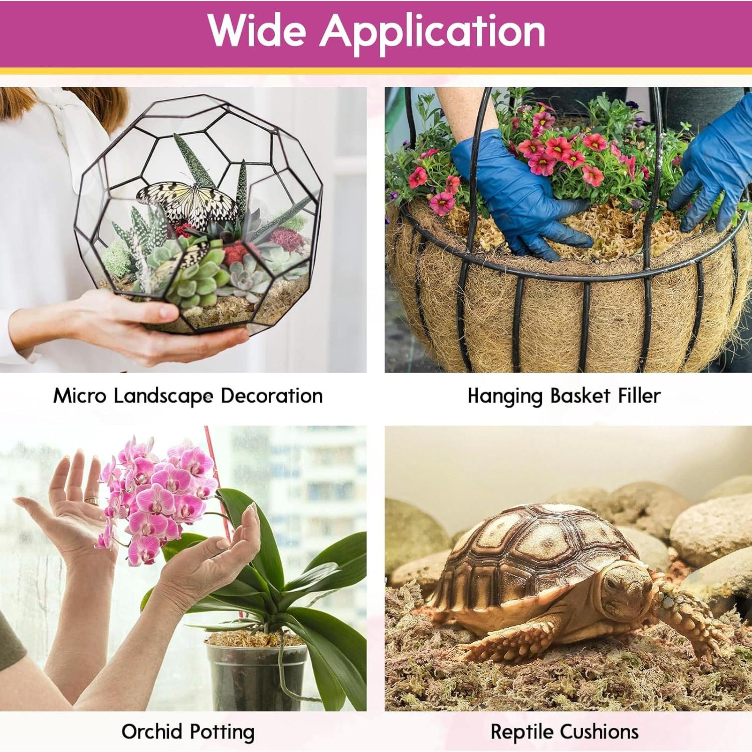 Musgo Sphagnum Premium Riare 100 g para Plantas y Terrarios