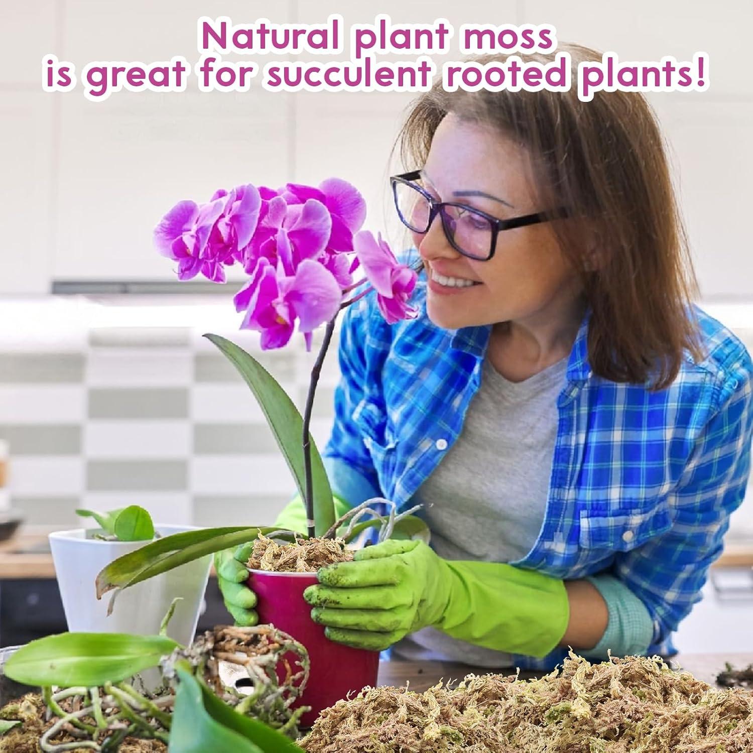 Musgo Sphagnum Premium Riare 100 g para Plantas y Terrarios